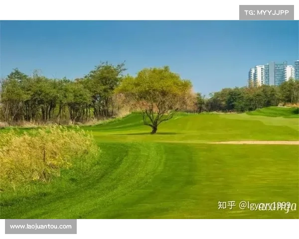 草原球场临时改建背后的生态代价与环保争议分析 草原球场临时改建背后的生态代价与环保争议分析